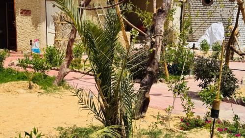 Siwa Hotel | ادرار احكيك