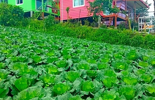 Lom Kao Cabin | ไร่รุ่งอรุณ ภูทับเบิก