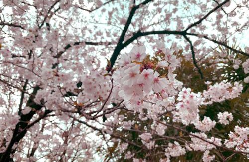 Ota Villa | 風花Fuka民泊大森本町
