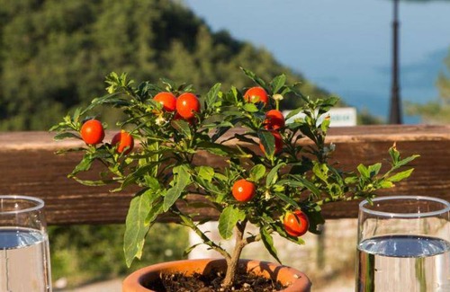 Lake Plastiras Bed & Breakfast | 30 m² Bed and breakfast ∙ 3 guests