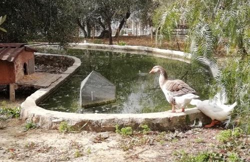 Santo Stefano al Mare House | Agriturismo Green House
