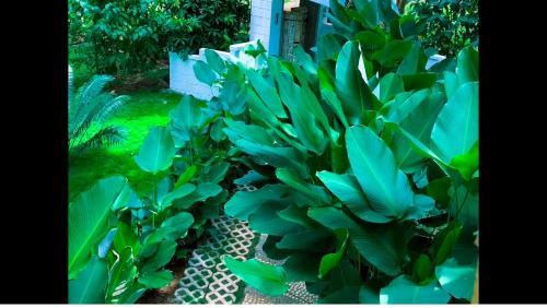 Manolo Fortich Villa | Alina Farm Resort