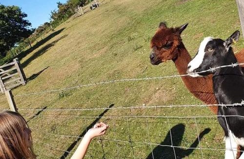 Goodwick Cabin | Alpaca Cwtch - Pembrokeshire, West Wales