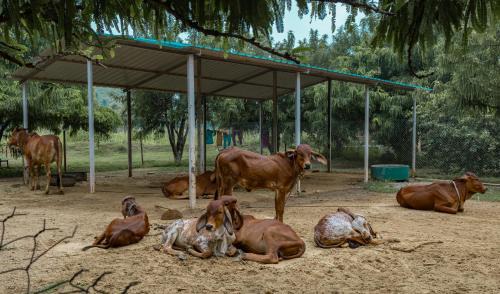 Kishangarh Bas House | Amrai by Kivaara