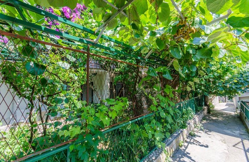 Bili brig Apartment | Apartment and Rooms Ivan (45191-A3) - Makarska