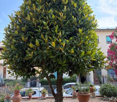 Mercatale Val di Pesa Apartment | Appartamento Magnolia