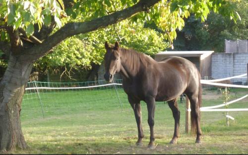 Sallgast Apartment | Auszeit Landleben