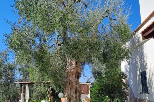 Chiesiola Bed & Breakfast | Azienda Agricola B&B Macchiaria