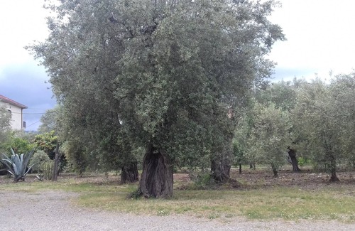Amica Bed & Breakfast | B&B Oliveto Longo