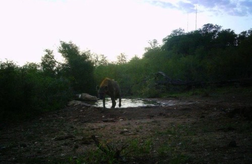Phalaborwa Apartment | Balule Bushveld Safari Lodge