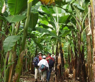 Moshi House | Banana Grove Retreat