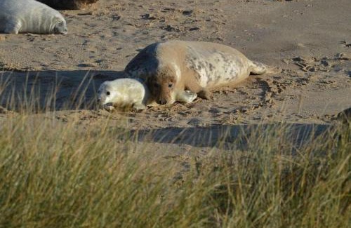Irstead House | Barley Break - Beach Cottage