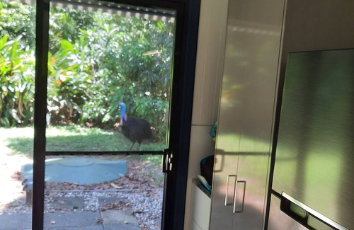 Thornton Beach House | beach over road, rainforest, cassowary, goanna , beach cafe, king bed , air con