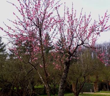 Capranica Bed & Breakfast | Bed and Breakfast Monticelli