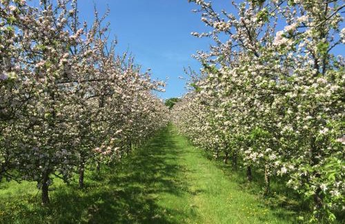 Ottery St Mary Other | Bowhayes Farm - Camping & Glamping - Bell Tents - Cider Orchard