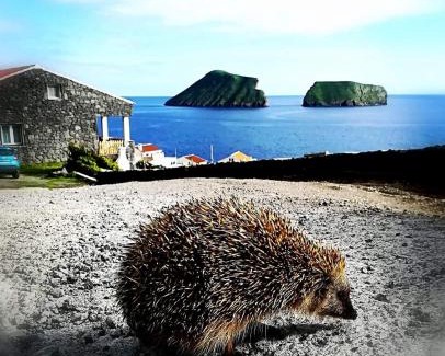 Angra do Heroismo Villa | Breathe Nature - Beach House Azores