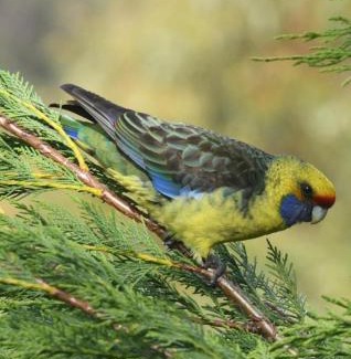 Adventure Bay House | Bruny Island Haven