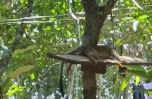 San Jose del Guaviare Other | Cabaña Tranquilidad