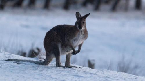 Adaminaby House | Cabin 3 - Snowy Accommodation