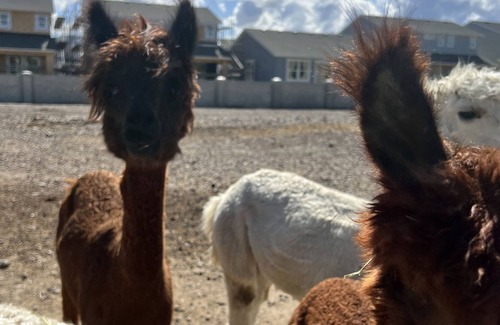 Herriman House | Camp in style on hands on farm