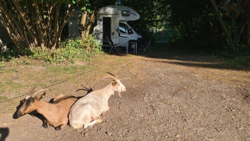 Feldkirchen bei Graz Other | Camping - Bring dein Zelt oder Van und erlebe unseren Verein!