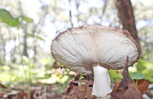 Tlajomulco de Zuniga Other | Carpa Glamping