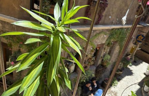 Santeagueda Apartment | Carrara: Armonía, Lujo y Confort en Val’Quirico