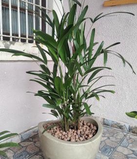 Morro do Algodao House | Casa de praia Caraguatatuba