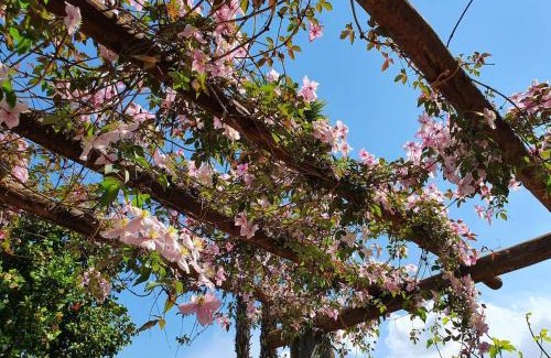 Minusio Apartment | Casa delle Vigne: Giardino, pergola e vista lago