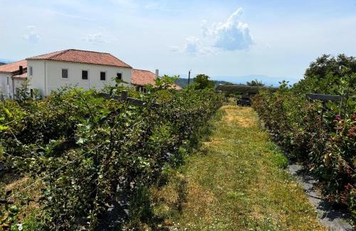 Monforte de Lemos House | Casa Mato