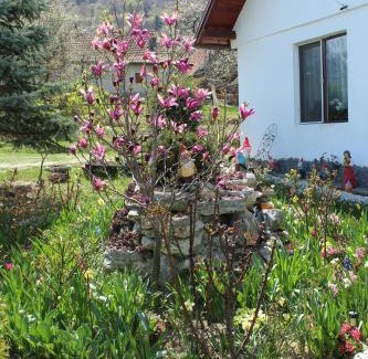 Bran House | Casa Veverita
