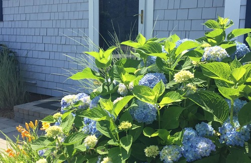 Harwich Port House | Charming 3-BR Cape in a private setting walkable to the beach and town!