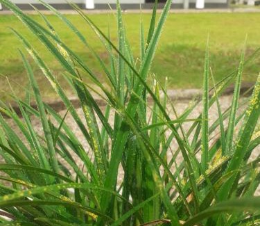 Kosgoda House | Cinnamon Vibe Family Resort