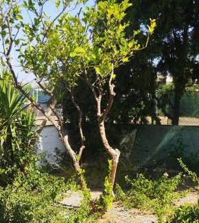 Malia Apartment | CLEO ROOM WITH PATIO 250m FROM THE BEACH