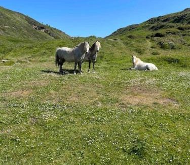 St Brides Other | Coastal Caravan in Solva