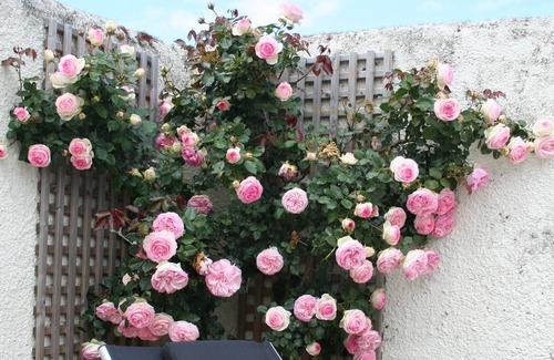 Cherrueix Cottage | cottage 3 to 5 people with swimming pool in the bay of mont st michel at 300 m from the sea
