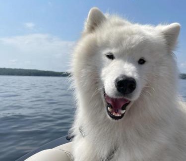 Wolfeboro Apartment | Cottage 7 - Stand Alone Queen Bed Child Loft w Twin Private Bath Kitchenette Pets Allowed Fee applies