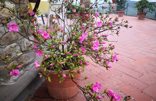 Pontassieve Villa | Country House in the heart of lovely Tuscany