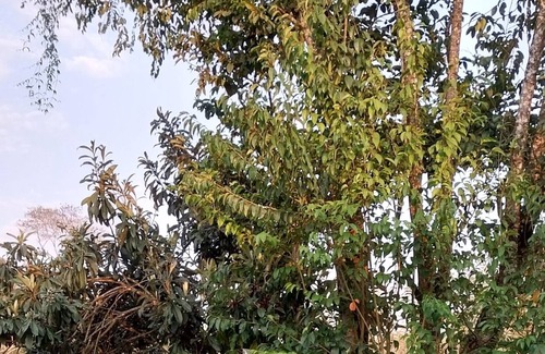 Nazare Paulista Cottage | COZY PARADISE SITE WITH A LOT OF GREEN