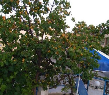 Agia Pelagia Apartment | Creta Sun Hotel Studios