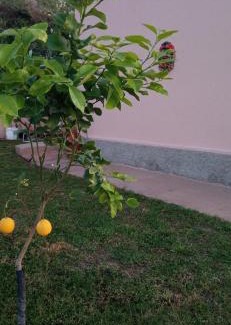 Briatico House | Dominicus I