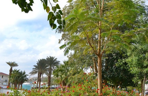 Eilat Apartment | Ein Bokek Rose - Three Bedroom Apartment, Sleeps 6