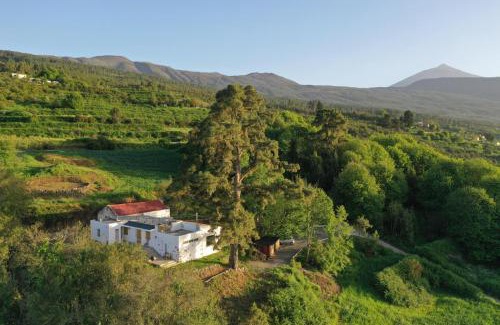 La Orotava Villa | El Pino Centenario 8