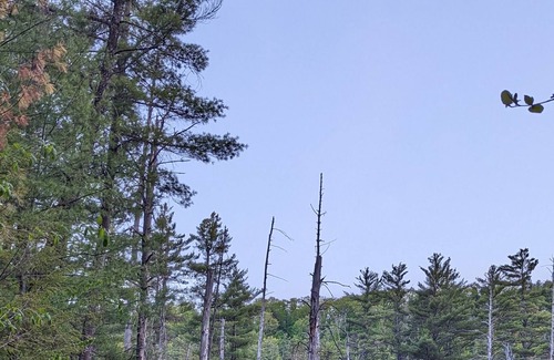 Wolfeboro Cabin | Escape to nature! Cozy cabin near the river and on the snowmobile & bike trails!