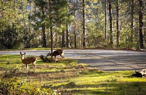 Apple Hill House | Family Friendly 1st Apple Hill exit Tahoe