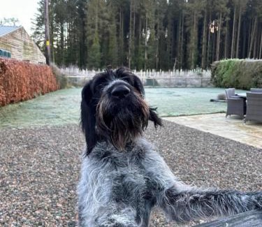Dungannon House | Favour Royal Cottage - dog friendly forest escape