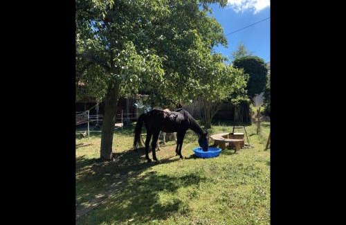Bell Apartment | Ferienwohnung auf dem Bauernhof