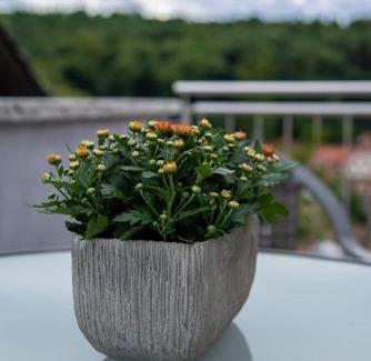 Dorrenbach Apartment | FERIENWOHNUNG SILBERG