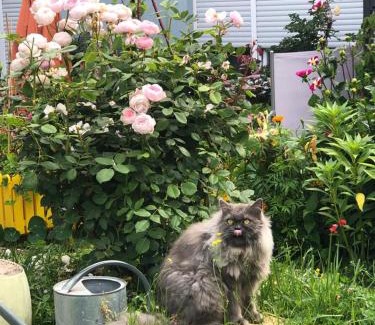 Kues Apartment | Ferienwohnungen Perlina Karpat