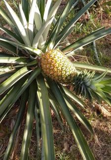 Colon House | Finca Agroturistica Villaverde